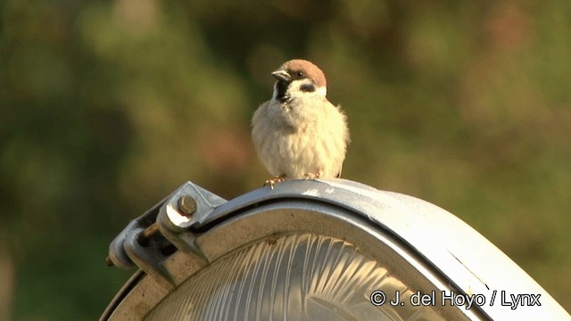 Eurasian Tree Sparrow - ML201350371