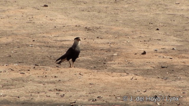 Crested Caracara (Southern) - ML201350651