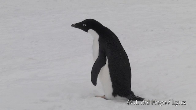 Pingüino de Adelia - ML201350951