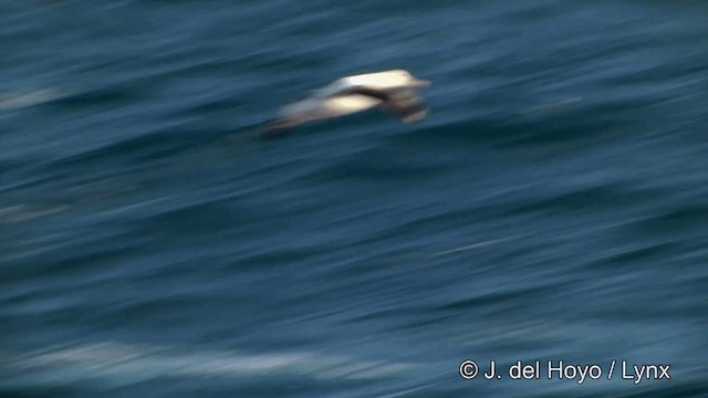 albatros stěhovavý - ML201350971