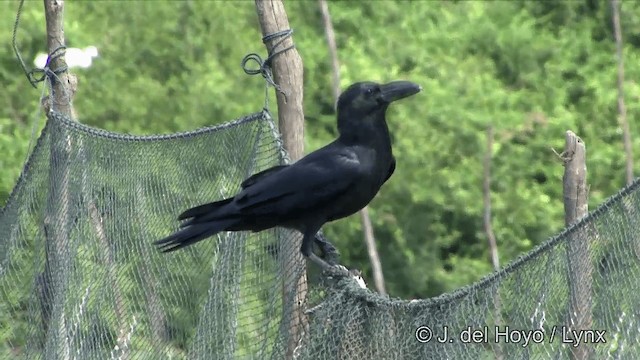 Large-billed Crow (Eastern) - ML201351051