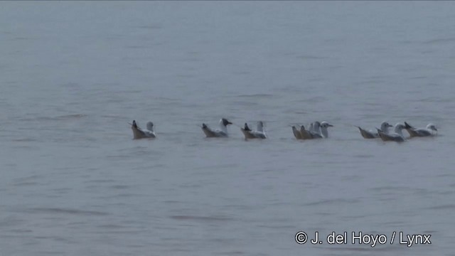 Буроголовая чайка - ML201351161