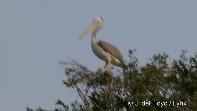 Spot-billed Pelican - ML201351311