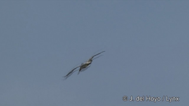 Spot-billed Pelican - ML201351331