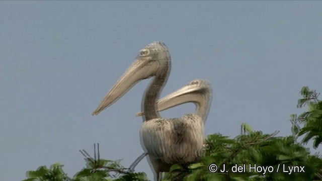 Spot-billed Pelican - ML201351351