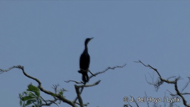 Indian Cormorant - ML201351381