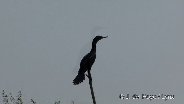 Indian Cormorant - ML201351391