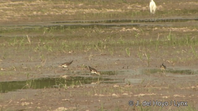 Pheasant-tailed Jacana - ML201351511