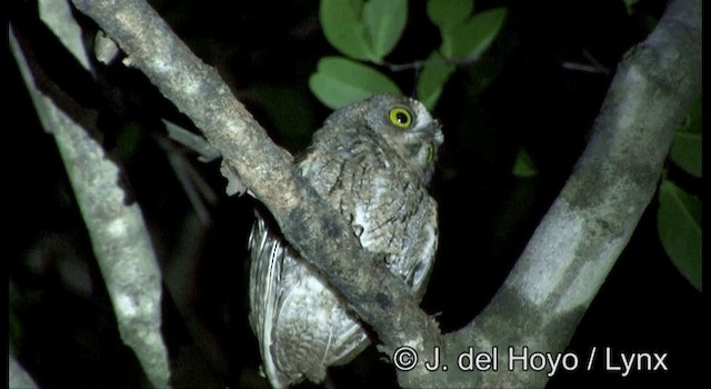 - Wetar Scops-Owl