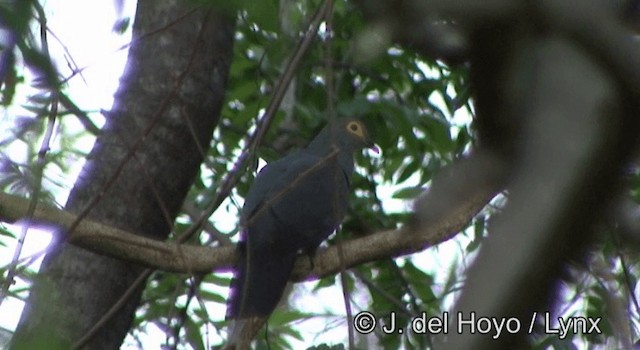 holub timorský - ML201351721