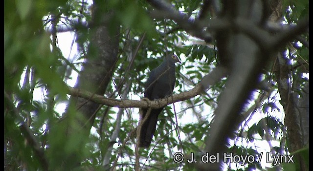 Slaty Cuckoo-Dove - ML201351731
