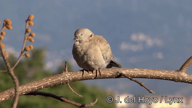 Eurasian Collared-Dove - ML201351911