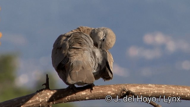 Eurasian Collared-Dove - ML201351921