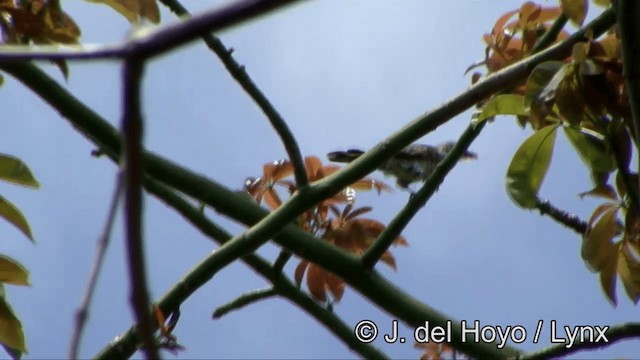 kukačka trpasličí (ssp. rufomerus/salvadorii) - ML201352101