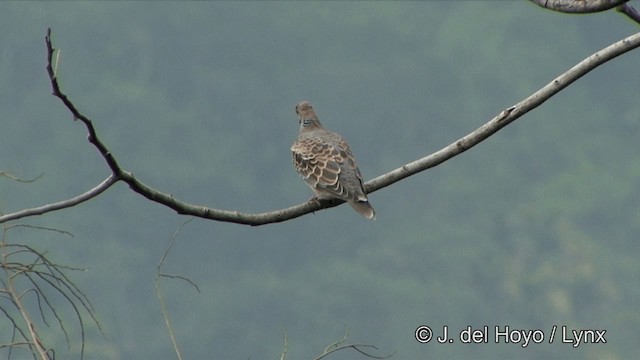 Oriental Turtle-Dove - ML201352161