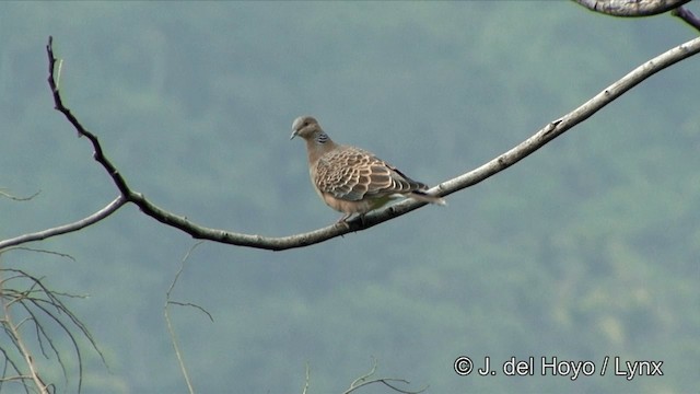 Oriental Turtle-Dove - ML201352171