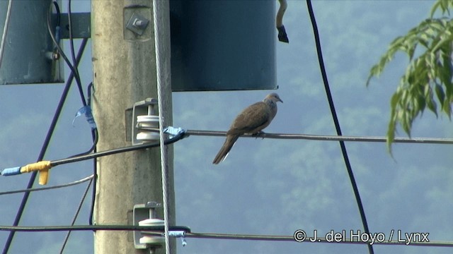 Spotted Dove (Eastern) - ML201352181