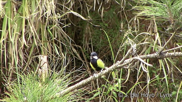 Green-backed Tit - ML201352261