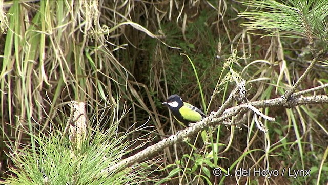 Green-backed Tit - ML201352271