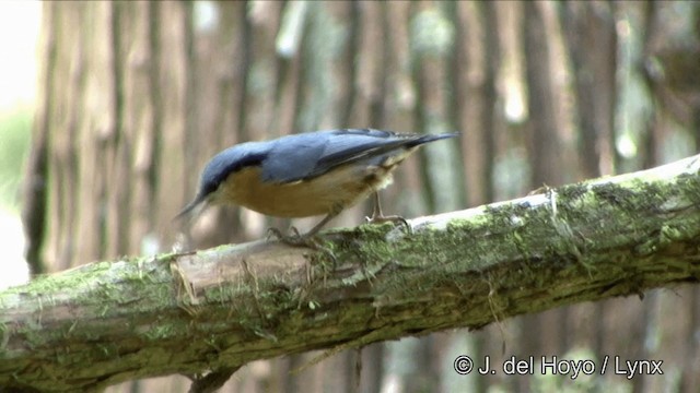 Eurasian Nuthatch (Chinese) - ML201352311