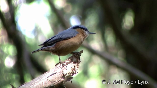 Eurasian Nuthatch (Chinese) - ML201352321