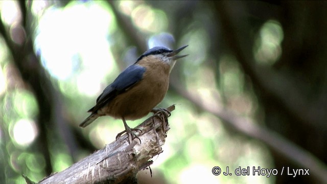 Eurasian Nuthatch (Chinese) - ML201352341