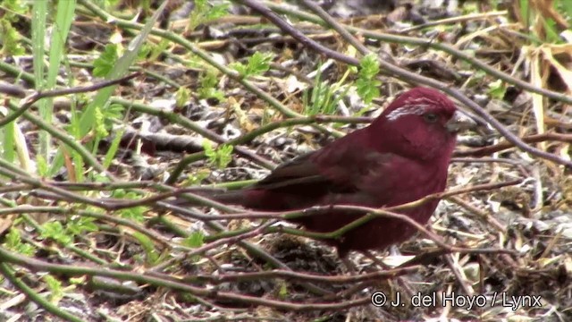  - Taiwan Rosefinch