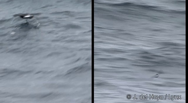 Buntfuß-Sturmschwalbe - ML201353111