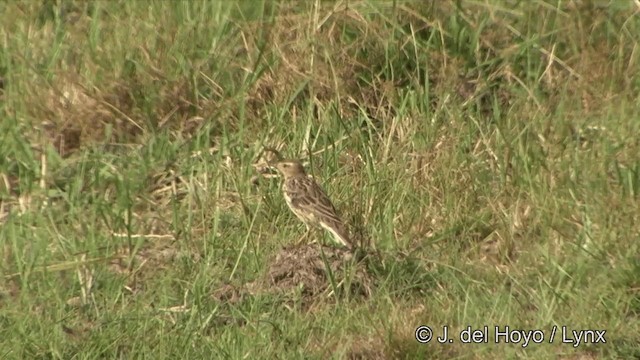 Red-throated Pipit - ML201353301