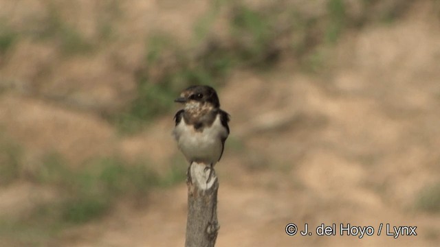 Barn Swallow - ML201353321