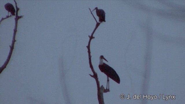 Asian Woolly-necked Stork - ML201353461