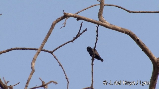 Purpurnektarvogel - ML201353471