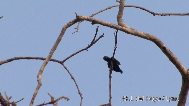 Purpurnektarvogel - ML201353481