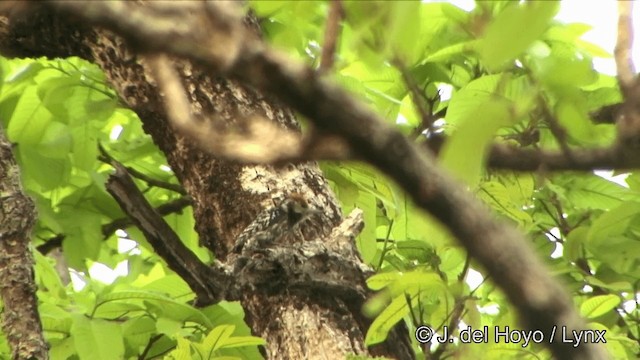 Yellow-crowned Woodpecker - ML201353491