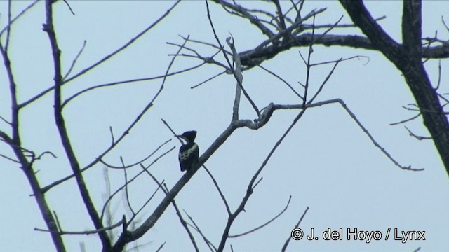 Heart-spotted Woodpecker - ML201353651
