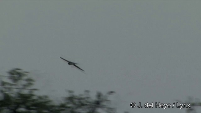 Crested Treeswift - ML201353661