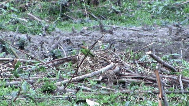 Asian Green Bee-eater - ML201353721