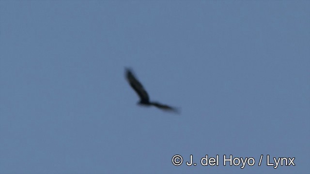 Oriental Honey-buzzard (Northern) - ML201353831