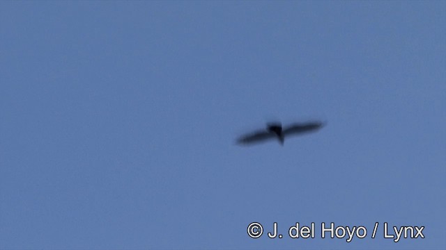 Oriental Honey-buzzard (Northern) - ML201353841