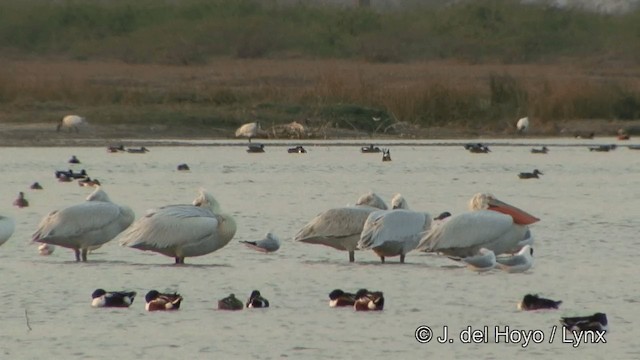 pelikán kadeřavý - ML201354001