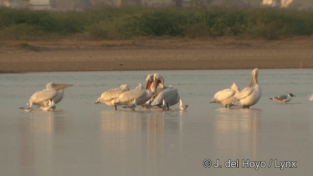 Кудрявый пеликан - ML201354011