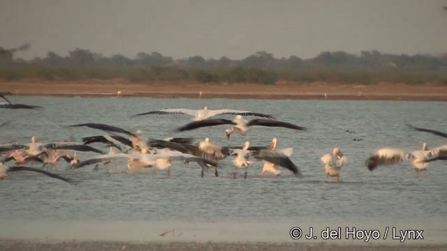 Great White Pelican - ML201354051