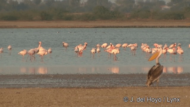 Lesser Flamingo - ML201354081