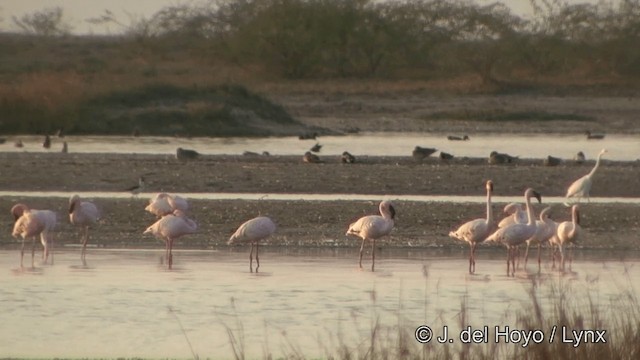 Lesser Flamingo - ML201354091