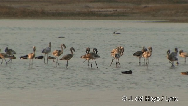 Lesser Flamingo - ML201354101