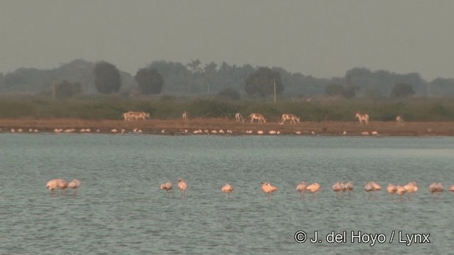 Lesser Flamingo - ML201354111