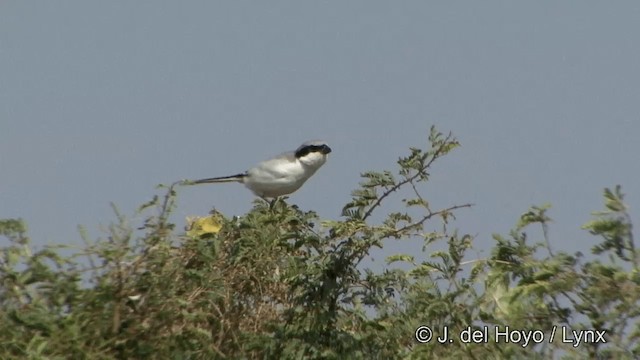 Great Gray Shrike (Indian) - ML201354211