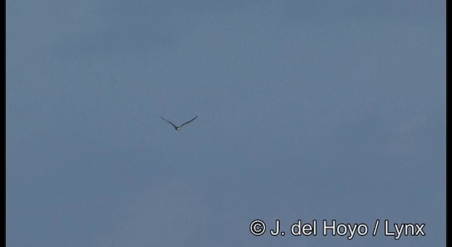 Белобрюхий орлан - ML201354231