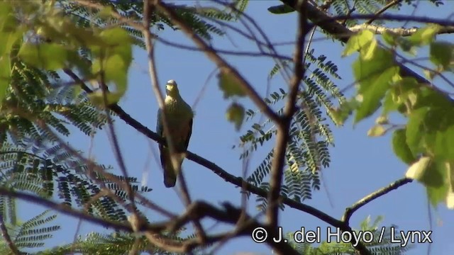 Rose-crowned Fruit-Dove - ML201354301