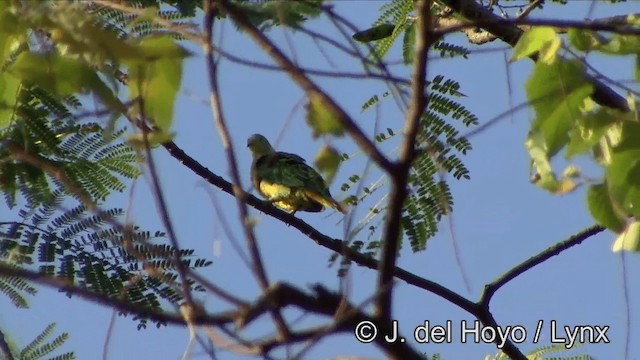 Rose-crowned Fruit-Dove - ML201354321